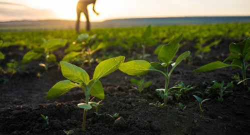 Microbial Plant Biostimulants: Una Soluzione Sostenibile per l'Agricoltura Sotto Stress